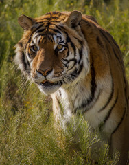 Siberian Tiger - Male