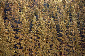 texture of autumn coniferous forest