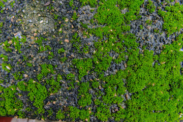 Green mos on Stone background