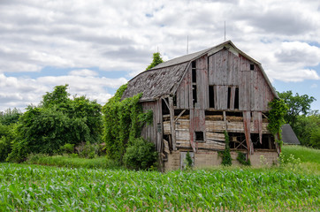 dilapidated old barn in Michigan corn field © driftwood