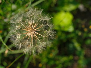 Dandelion seeds waiting next wind for started new life