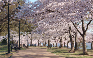桜　ワシントンD.C. 春