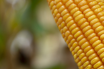 Corn or Maize for processing into yellow fodder. Close up frame.