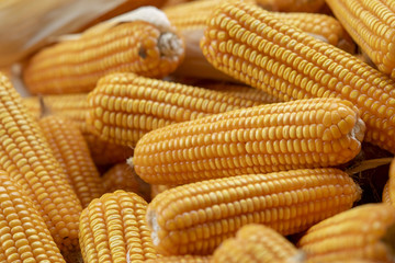 Corn or Maize for processing into yellow fodder. Close up frame.