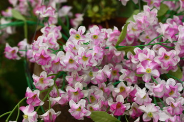 vilote white fake flower made frome fabric