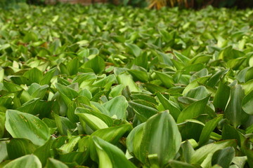 a lot of water lily in the lake