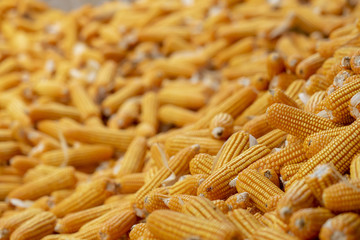 Corn or Maize for processing into yellow fodder. Full frame.