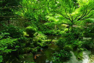 Fototapeta na wymiar 京都　日本庭園　夏　庭園