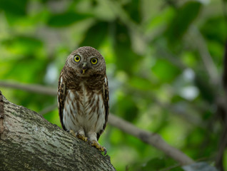 Asian barred owlet