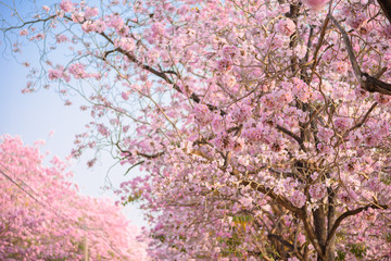 Tabebuia rosea is a Pink Flower neotropical tree and blue sky