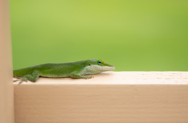Little Green Lizard