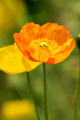 オレンジのポピー