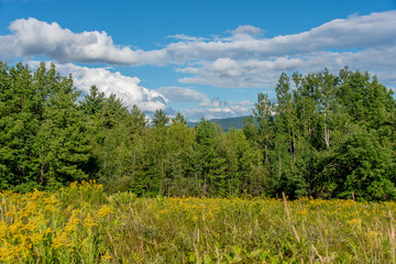 Fototapeta premium Summer meadow