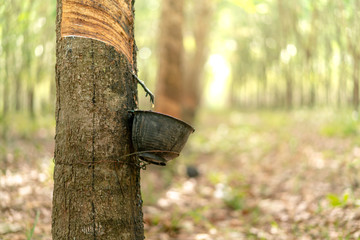 The rubber tree with blur background