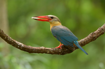 Stork-billed Kingfisher ; Pelargopsis capensis