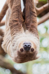 木に逆さまにぶら下がるフタユビナマケモノ © E-M Photos