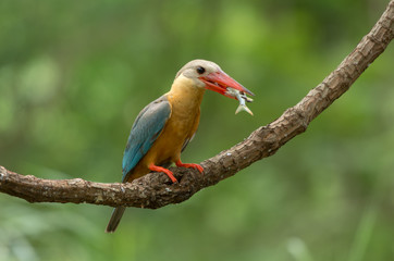 Stork-billed Kingfisher ; Pelargopsis capensis