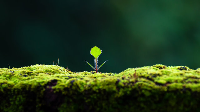 Green mos background, Mos on the walkway.