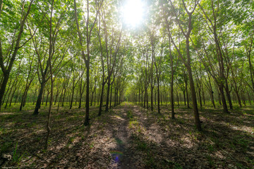 Fototapeta na wymiar Forrest of rubber trees