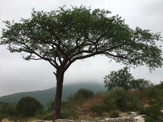 beautiful tree in Ahuehuetla, Puebla, mexico