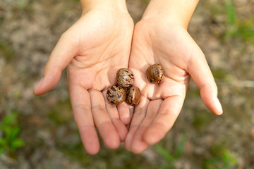 Hands holding rubber tree seeds with blur background