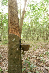 The rubber tree with blur background