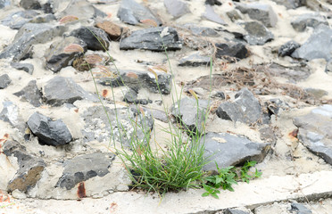 Grass growing cracked asphalt road surface