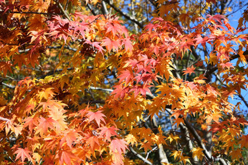 Red maple in fall