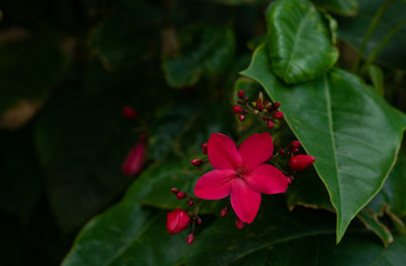 Tropical Pink Flower