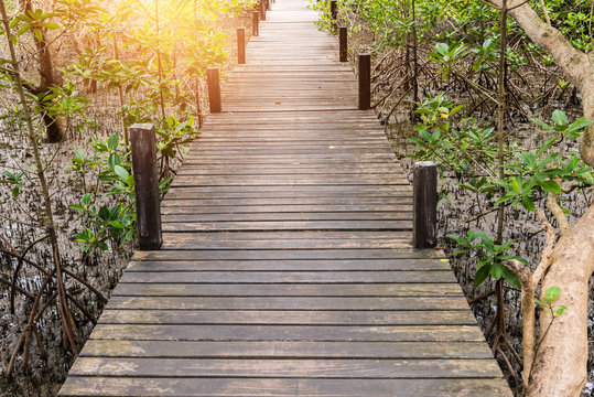 Mangroves inTung Prong Thong or Golden Mangrove Field at Estuary Pra Sae, Rayong, Thailand © nipastock