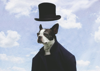 Surreal Boston Terrier in Suit