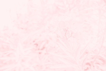 Abstract blurred of soft pink and white with texture of nature for background,wallpaper or cards design.