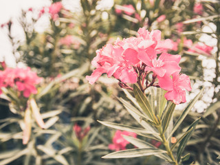 Fototapeta na wymiar Abstract pink flowers and green leaves on sun light background.
