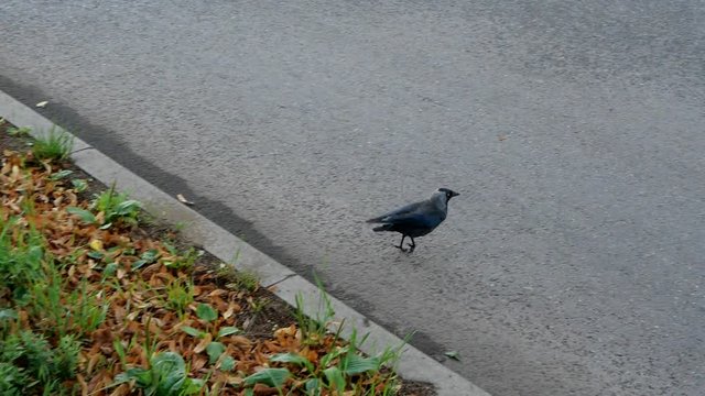 Crow jumping on the grass/road and flying away. 2018 Gda?sk - SlowMotion