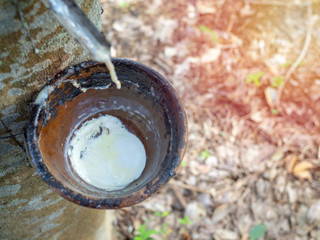 Rubber tree