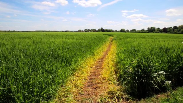 Footpath through green cornfield disappearing to the horizon