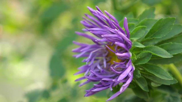 Astra flower