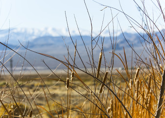 Obraz premium Cat Tails