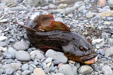 caught red perch on stone shore