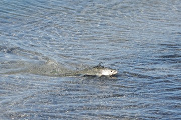 caught salmon sea fishing