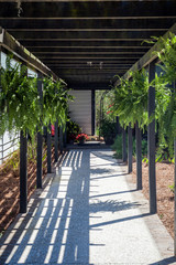Hanging ferns in walkway
