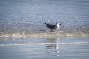 Single seagull in the surf
