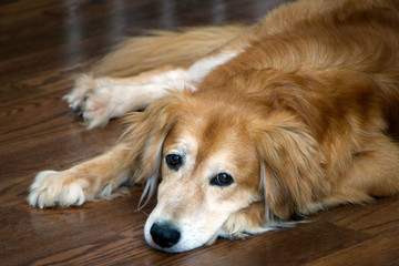 Dog laying on wood floor