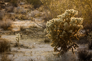 Desert cactus in Twenty-nine Palms, California