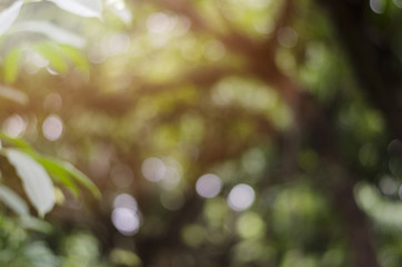 Obraz premium blur light background green park 