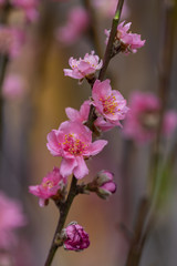 Soft focus of sweet Chinese plum blossom flower.