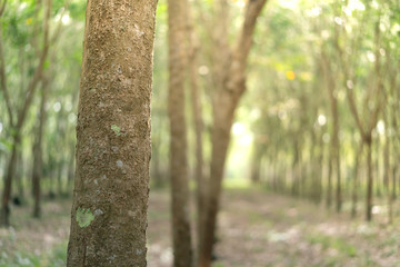 The rubber tree with blur background