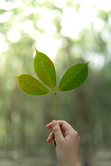 Hands holding Leaf of rubber tree with blur Background