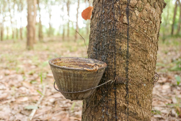 The rubber tree with blur background