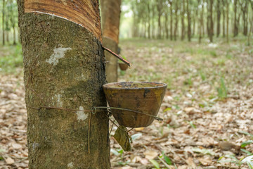 The rubber tree with blur background